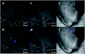 Graphical abstract: The interaction between dispersed crude oil droplets and particulate matter