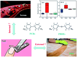 Graphical abstract: Levels and sources of PBDEs and PCBs in human nails from e-waste, urban, and rural areas in South China