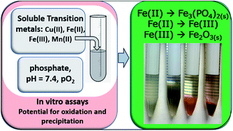 Graphical abstract: Fate of transition metals in PO4-based in vitro assays: equilibrium modeling and macroscopic studies