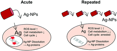 Graphical abstract: Toxicity and chemical transformation of silver nanoparticles in A549 lung cells: dose-rate-dependent genotoxic impact