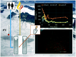 Graphical abstract: Sewage treatment at 4 °C in anaerobic upflow reactors with and without a membrane – performance, function and microbial diversity