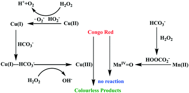 Graphical abstract: A tale of two metal ions: contrasting behaviors of high oxidation states of Cu and Mn in a bicarbonate–H2O2 system