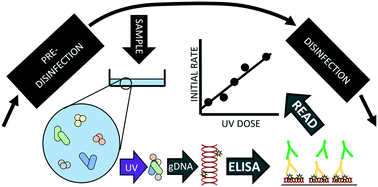 Graphical abstract: Immunological detection of thymine dimers in indigenous genomic DNA from pre-disinfection drinking water as an ultraviolet disinfection dosimeter