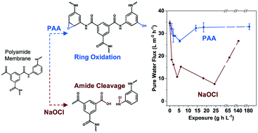 Graphical abstract: Effects of peracetic acid on aromatic polyamide nanofiltration membranes: a comparative study with chlorine