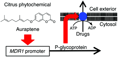Graphical abstract: Citrus auraptene induces drug efflux transporter P-glycoprotein expression in human intestinal cells
