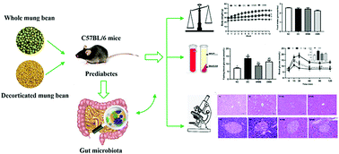 Graphical abstract: A comparison between whole mung bean and decorticated mung bean: beneficial effects on the regulation of serum glucose and lipid disorders and the gut microbiota in high-fat diet and streptozotocin-induced prediabetic mice