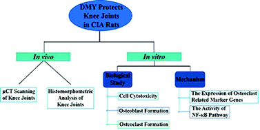 Graphical abstract: DMY protects the knee joints of rats with collagen-induced arthritis by inhibition of NF-κB signaling and osteoclastic bone resorption