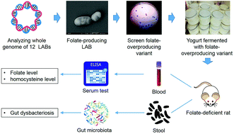 Graphical abstract: Screening of folate-producing lactic acid bacteria and modulatory effects of folate-biofortified yogurt on gut dysbacteriosis of folate-deficient rats