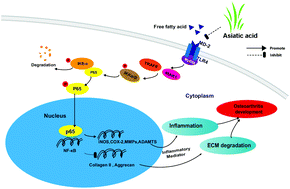 Graphical abstract: Asiatic acid ameliorates obesity-related osteoarthritis by inhibiting myeloid differentiation protein-2