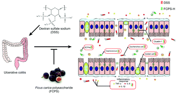 Graphical abstract: Ficus carica polysaccharide attenuates DSS-induced ulcerative colitis in C57BL/6 mice