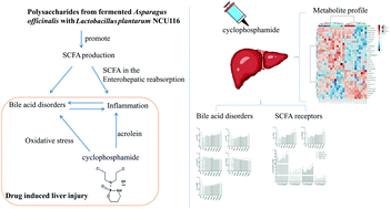 Graphical abstract: Polysaccharides from fermented Asparagus officinalis with Lactobacillus plantarum NCU116 alleviated liver injury via modulation of glutathione homeostasis, bile acid metabolism, and SCFA production