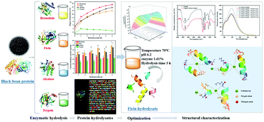Graphical abstract: Investigating the calcium binding characteristics of black bean protein hydrolysate