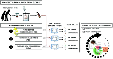 Graphical abstract: Prebiotic effects of pectooligosaccharides obtained from lemon peel on the microbiota from elderly donors using an in vitro continuous colon model (TIM-2)