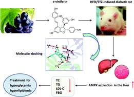 Graphical abstract: ε-Viniferin, a promising natural oligostilbene, ameliorates hyperglycemia and hyperlipidemia by activating AMPK in vivo
