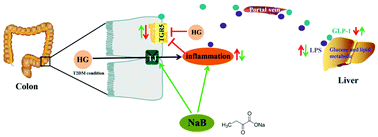 Graphical abstract: Amelioration of non-alcoholic fatty liver disease by sodium butyrate is linked to the modulation of intestinal tight junctions in db/db mice