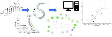 Graphical abstract: Ursolic acid enhances stress resistance, reduces ROS accumulation and prolongs life span in C. elegans serotonin-deficient mutants