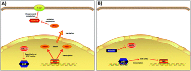 Graphical abstract: Rhamnetin decelerates the elimination and enhances the antitumor effect of the molecular-targeting agent sorafenib in hepatocellular carcinoma cells via the miR-148a/PXR axis