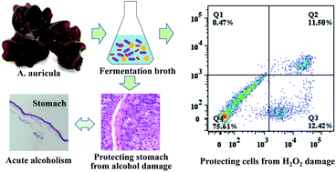Graphical abstract: Effect of Auricularia auricula fermentation broth on the liver and stomach of mice with acute alcoholism