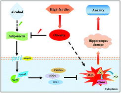 Graphical abstract: Low-dose alcohol ameliorated high fat diet-induced anxiety-related behavior via enhancing adiponectin expression and activating the Nrf2 pathway
