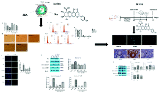Graphical abstract: Scutellarin protects mouse ovarian granulosa cells from injury induced by the toxin zearalenone