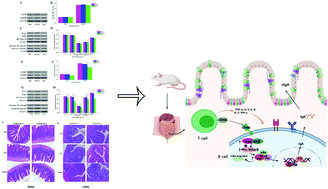 Graphical abstract: Wheat germ glycoprotein regionally modulates immunosuppressed mouse intestinal immunity function from early life to adulthood