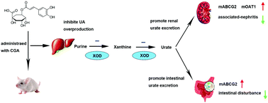 Graphical abstract: Chlorogenic acid supplementation ameliorates hyperuricemia, relieves renal inflammation, and modulates intestinal homeostasis