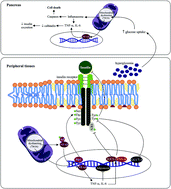 Graphical abstract: Molecular mechanisms from insulin-mimetic effect of vitamin D: treatment alternative in Type 2 diabetes mellitus