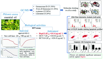 Graphical abstract: Chemical profiling, antiviral and antiproliferative activities of the essential oil of Phlomis aurea Decne grown in Egypt