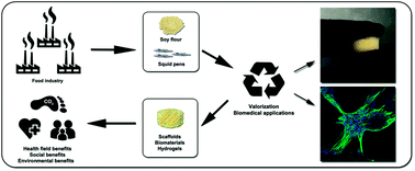 Graphical abstract: Soy protein and chitin sponge-like scaffolds: from natural by-products to cell delivery systems for biomedical applications