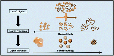 Graphical abstract: Understanding lignin micro- and nanoparticle nucleation and growth in aqueous suspensions by solvent fractionation