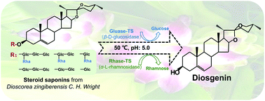 Graphical abstract: Efficient enzyme-catalyzed production of diosgenin: inspired by the biotransformation mechanisms of steroid saponins in Talaromyces stollii CLY-6