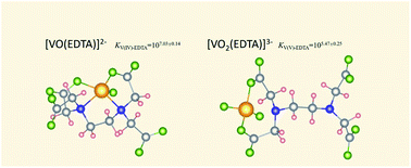 Graphical abstract: Re-examination of complexation behaviors of V(v) and V(iv): experimental investigation and theoretical simulation