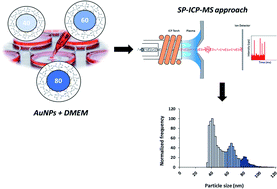 Graphical abstract: A rapid and simple approach for the characterization and quantification of gold nanoparticles in cell culture medium by single particle-ICP-MS