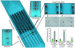 Graphical abstract: Antibody-coated microstructures for selective isolation of immune cells in blood