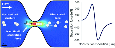 Graphical abstract: In-flow measurement of cell–cell adhesion using oscillatory inertial microfluidics