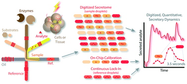 Graphical abstract: Rapid lipolytic oscillations in ex vivo adipose tissue explants revealed through microfluidic droplet sampling at high temporal resolution