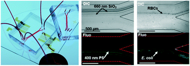 Graphical abstract: A disposable acoustofluidic chip for nano/microparticle separation using unidirectional acoustic transducers