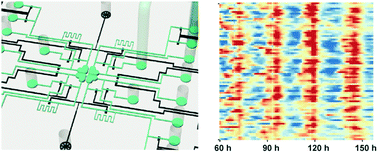 Graphical abstract: A microfluidic approach for experimentally modelling the intercellular coupling system of a mammalian circadian clock at single-cell level