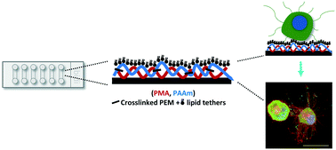 Graphical abstract: Partial thermal imidization of polyelectrolyte multilayer cell tethering surfaces (TetherChip) enables efficient cell capture and microtentacle fixation for circulating tumor cell analysis