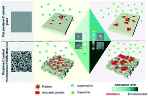 Graphical abstract: Parylene-C coated microporous PDMS structure protecting from functional deconditioning of platelets exposed to cardiostimulants