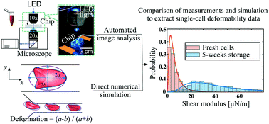 Graphical abstract: A system for the high-throughput measurement of the shear modulus distribution of human red blood cells