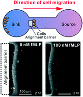 Graphical abstract: Multiplexed end-point microfluidic chemotaxis assay using centrifugal alignment