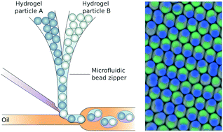 Graphical abstract: Microfluidic particle zipper enables controlled loading of droplets with distinct particle types