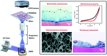 Graphical abstract: Biomimetic construction of peritoneum to imitate peritoneal metastasis using digital micromirror device-based optical projection lithography