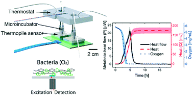 Graphical abstract: Fast antimicrobial susceptibility testing on Escherichia coli by metabolic heat nanocalorimetry