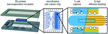 Graphical abstract: An automated microfluidic system for efficient capture of rare cells and rapid flow-free stimulation