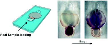 Graphical abstract: Nanoporous silk films with capillary action and size-exclusion capacity for sensitive glucose determination in whole blood