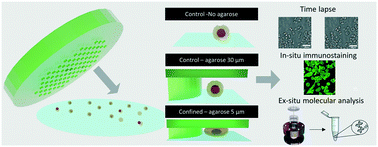 Graphical abstract: A new agarose-based microsystem to investigate cell response to prolonged confinement