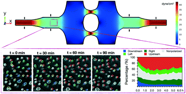 Graphical abstract: Endothelial cell polarization and orientation to flow in a novel microfluidic multimodal shear stress generator