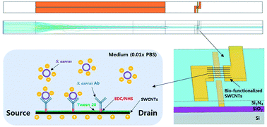 Graphical abstract: Integrated microfluidic platform with electrohydrodynamic focusing and a carbon-nanotube-based field-effect transistor immunosensor for continuous, selective, and label-free quantification of bacteria